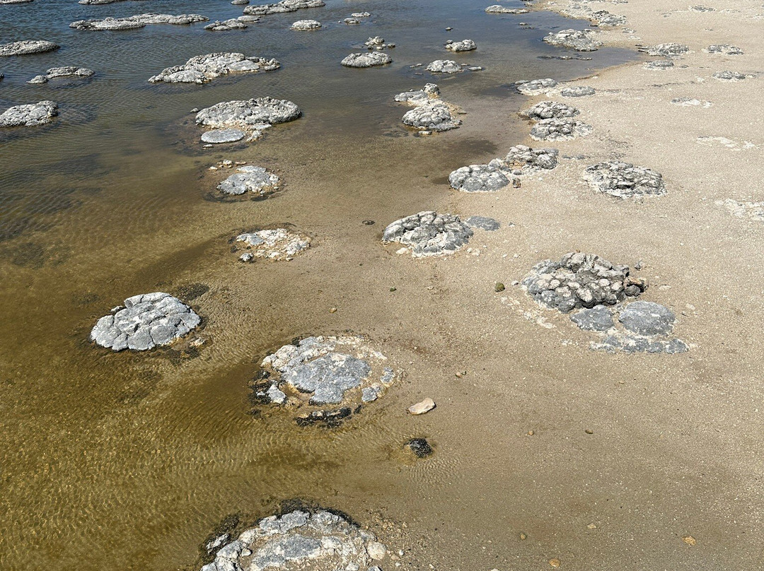 Stromatolites-塞万提斯必去景点