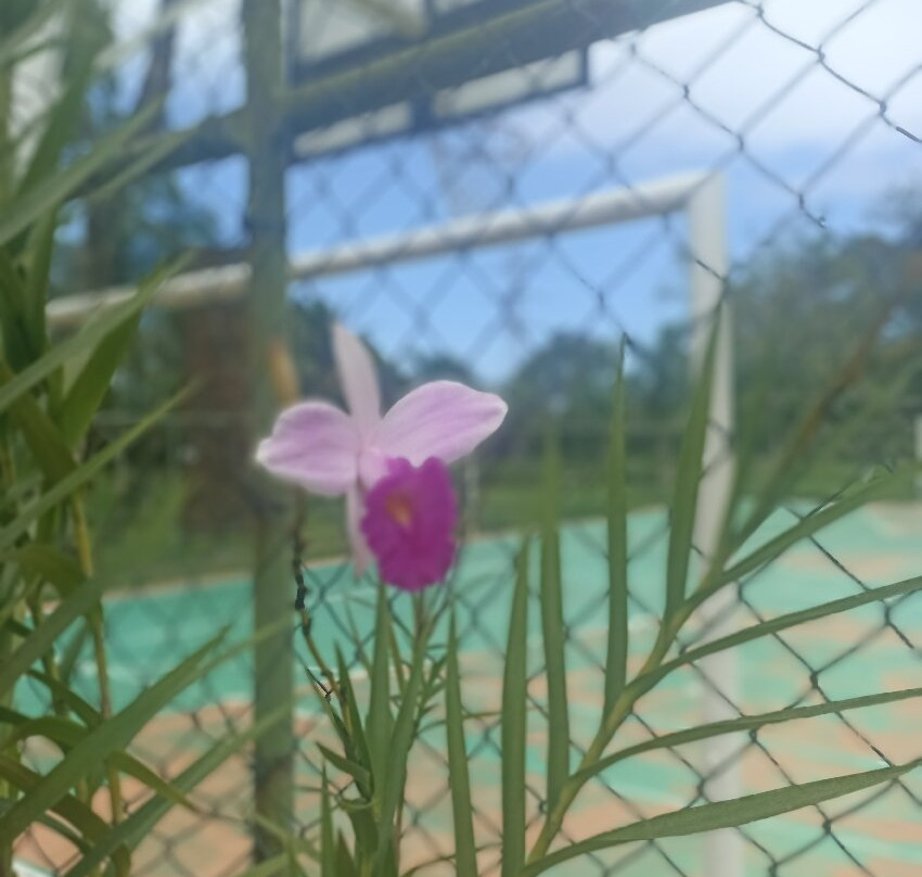 Hotel Bosques do Massaguacu主图