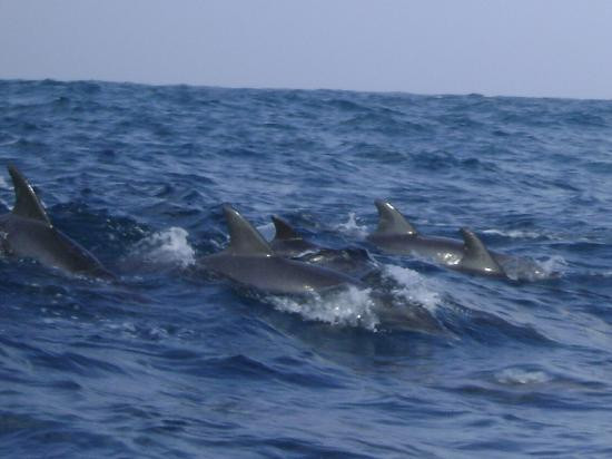 Eddy Murphy Safari-Kizimkazi必去景点