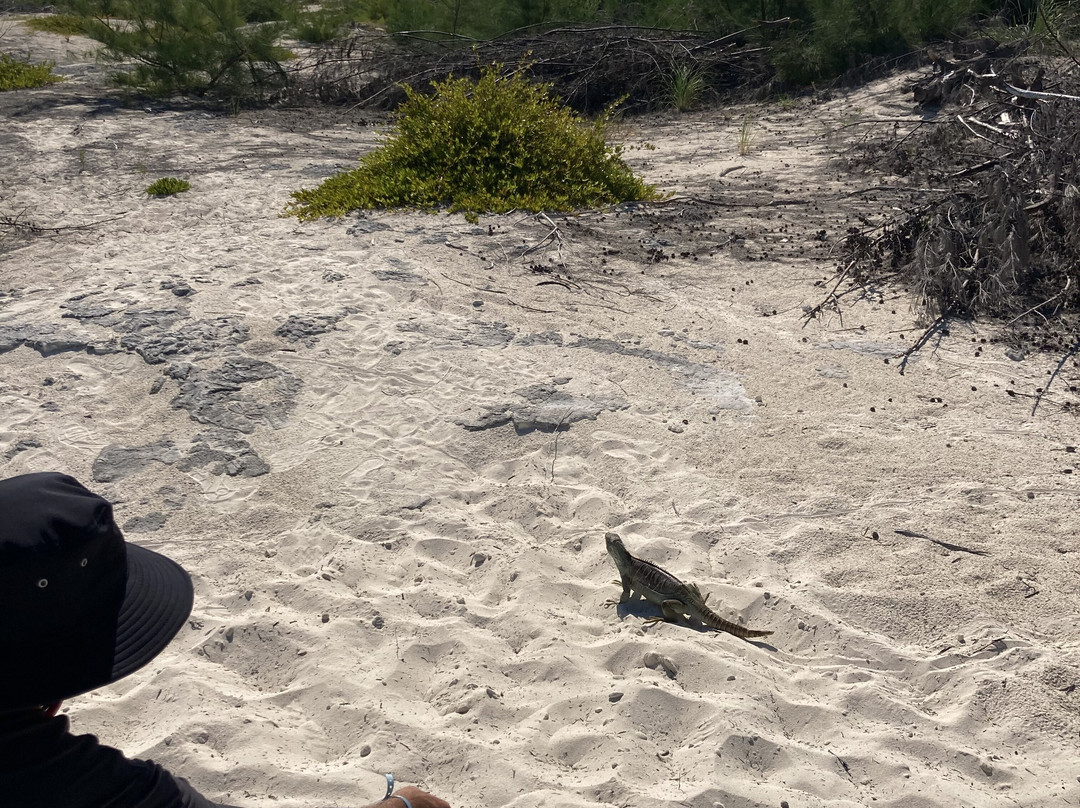 Island Seaduction Watersports & Tours-普罗维登西亚莱斯必去景点