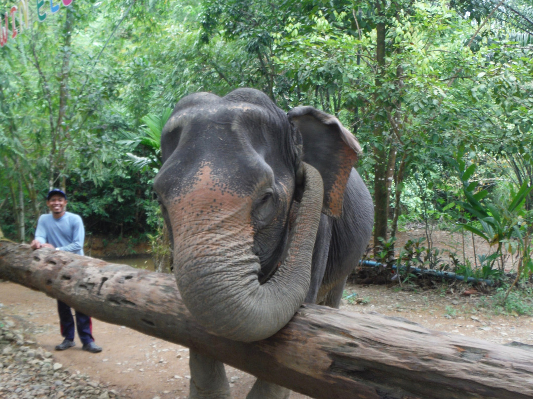 Win Elephant Tour Khao Sok景点图片
