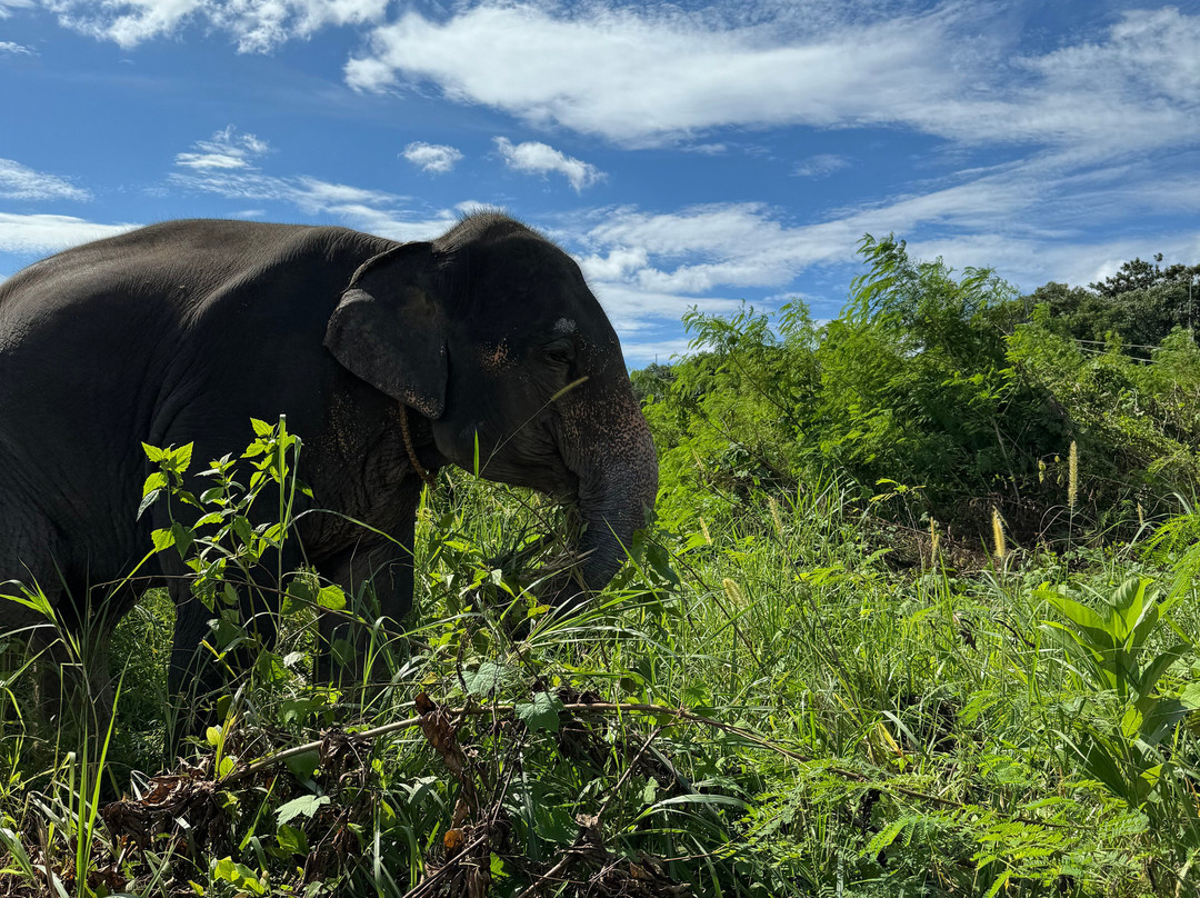 The Lake Phuket Elephant Home景点图片