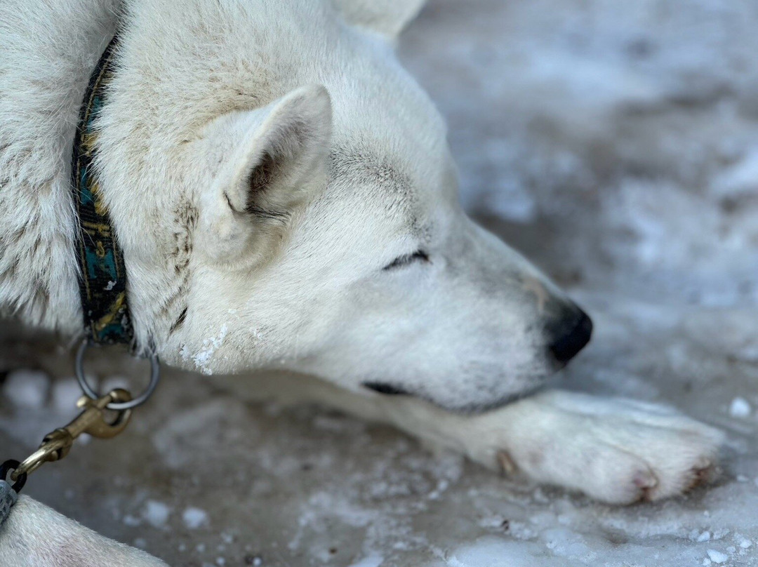 Kananaskis Outfitters-卡那那斯基斯必去景点