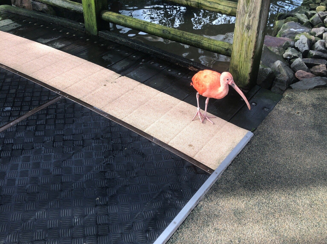 松江花鳥園-松江市必去景点