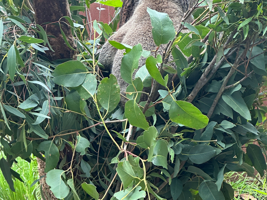 Wildlife Retreat At Taronga主图