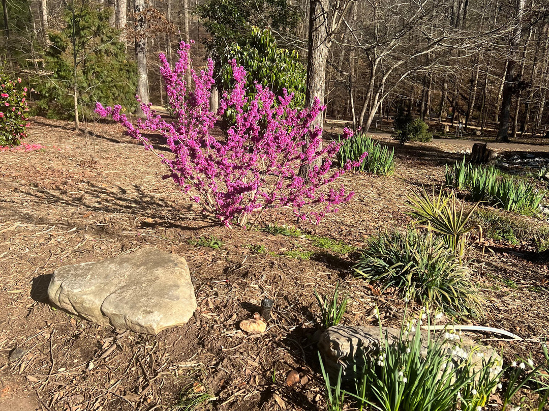 South Carolina Botanical Gardens景点图片