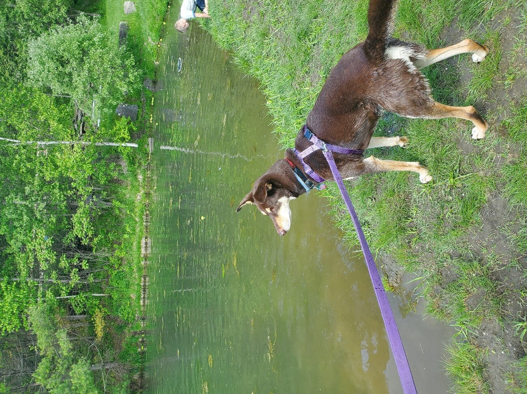 Dog Mountain Home of Stephen Huneck Gallery-圣约翰斯伯里必去景点