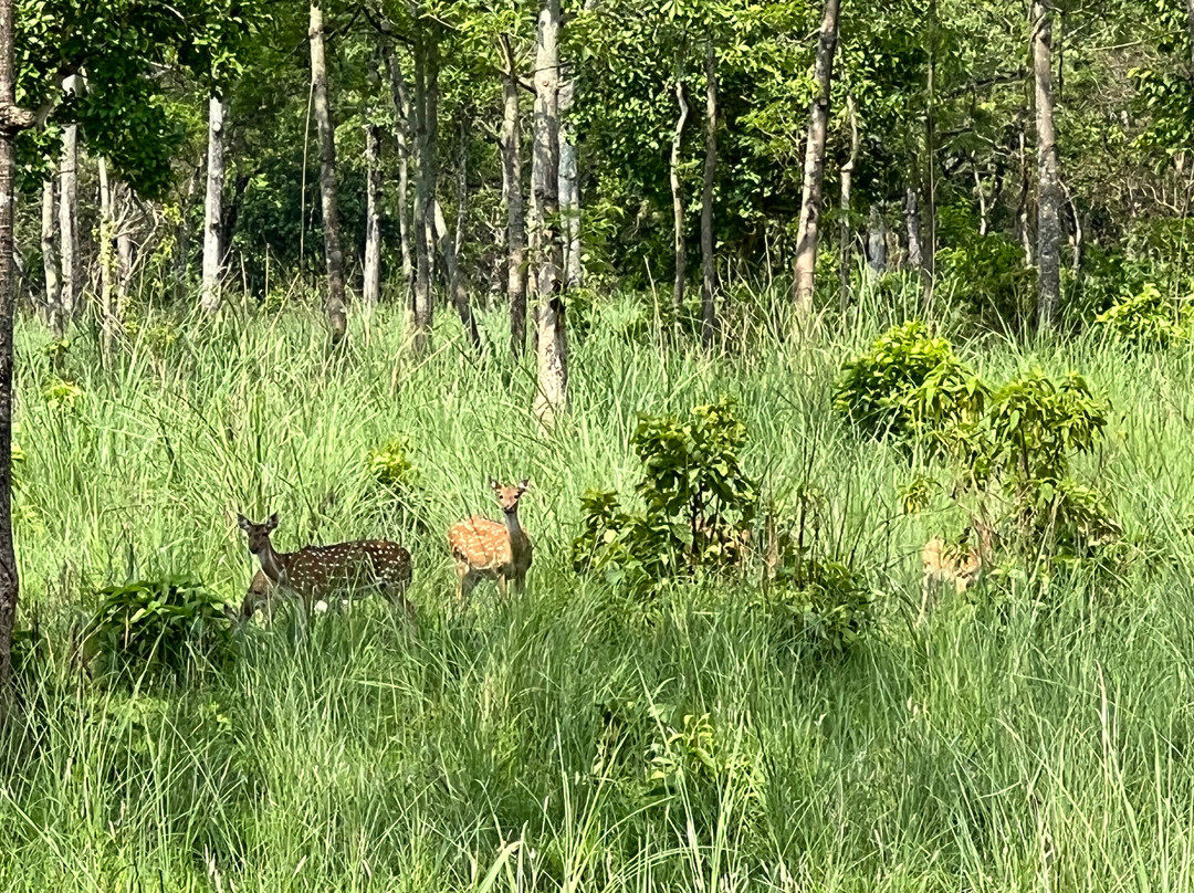 The Jungle Book Safari & Tours,  Chitwan National Park景点图片