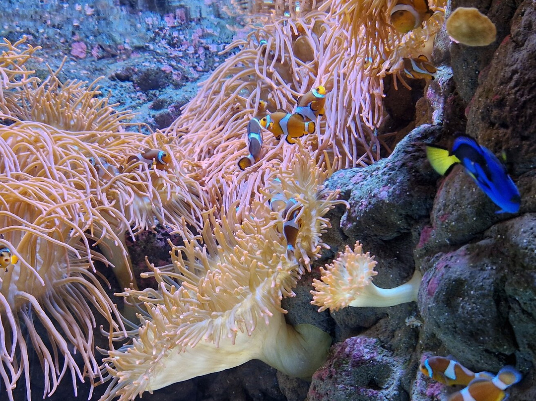 Acuario Do Grove景点图片