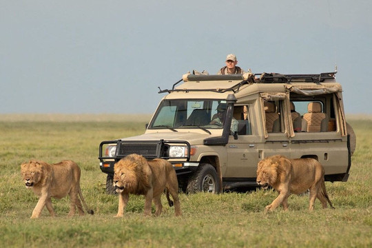 Africano Safari