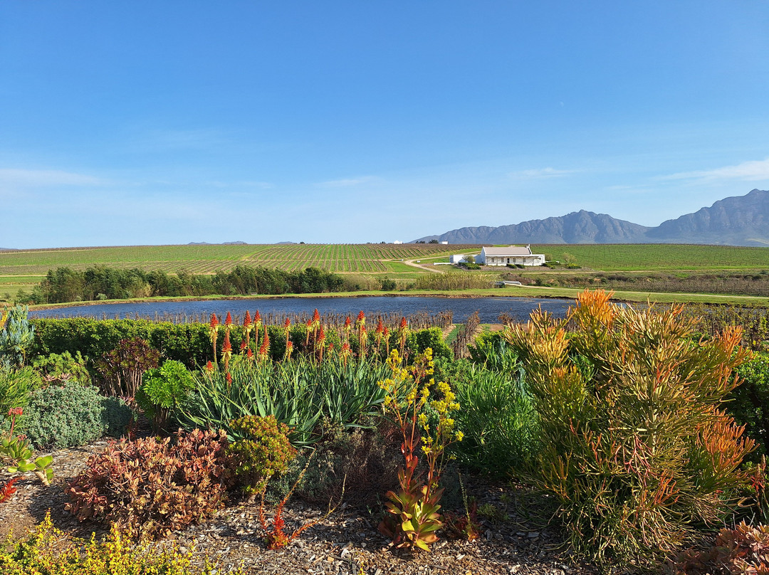 Rijk's Wine Estate景点图片