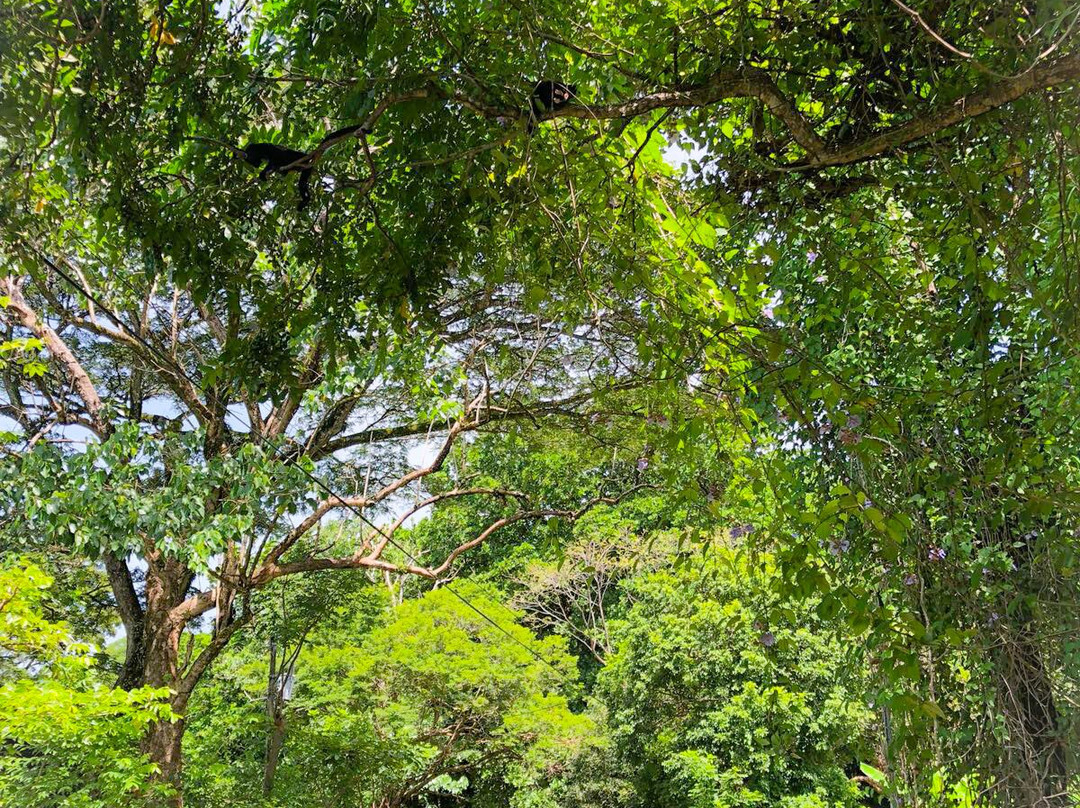 Horse Jungle-萨玛拉滩必去景点