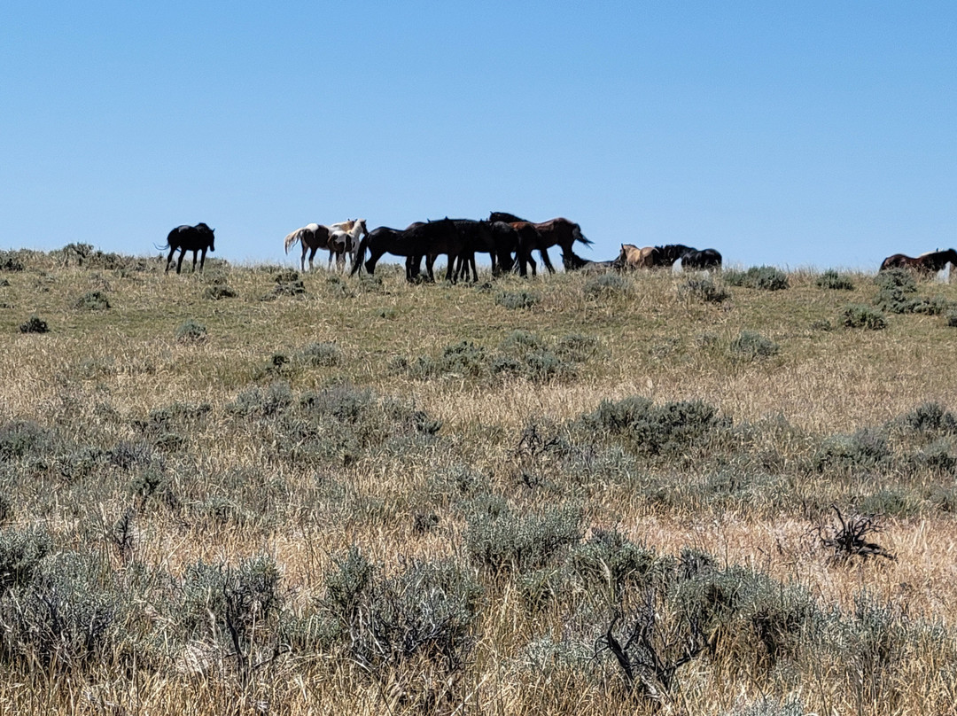 Explore Cody Wild Horse Tours-科迪必去景点