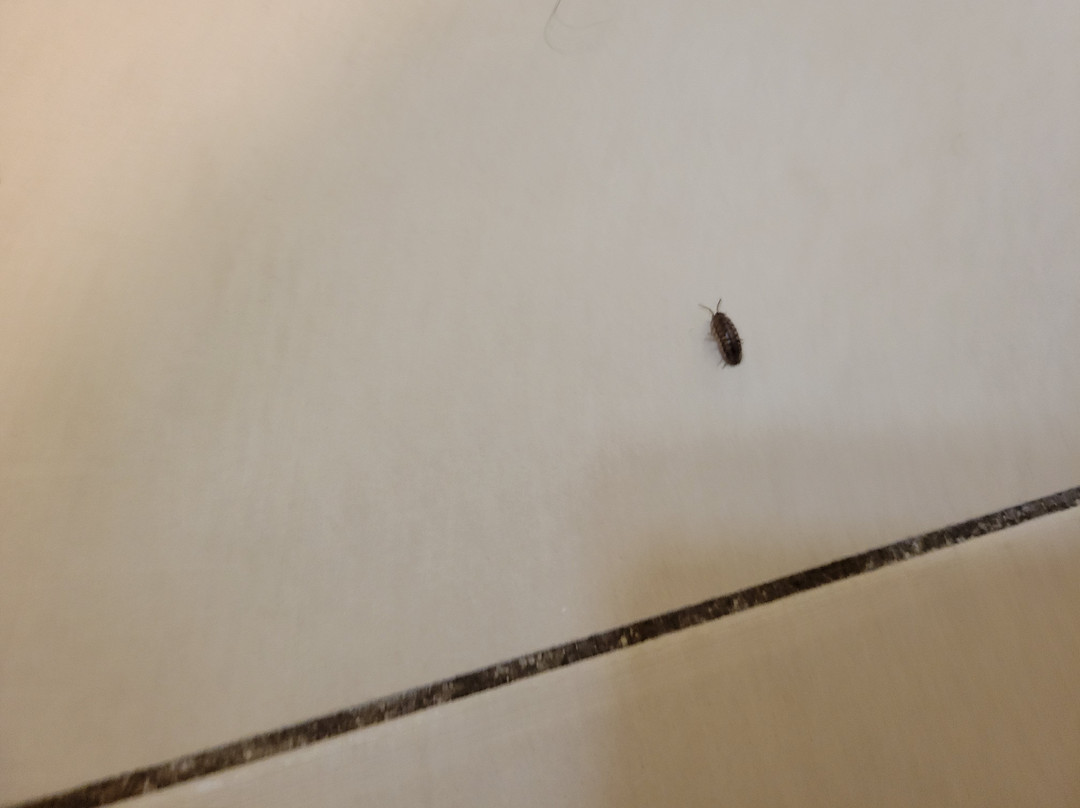 Sonesta Simply Suites Dublin Columbus主图