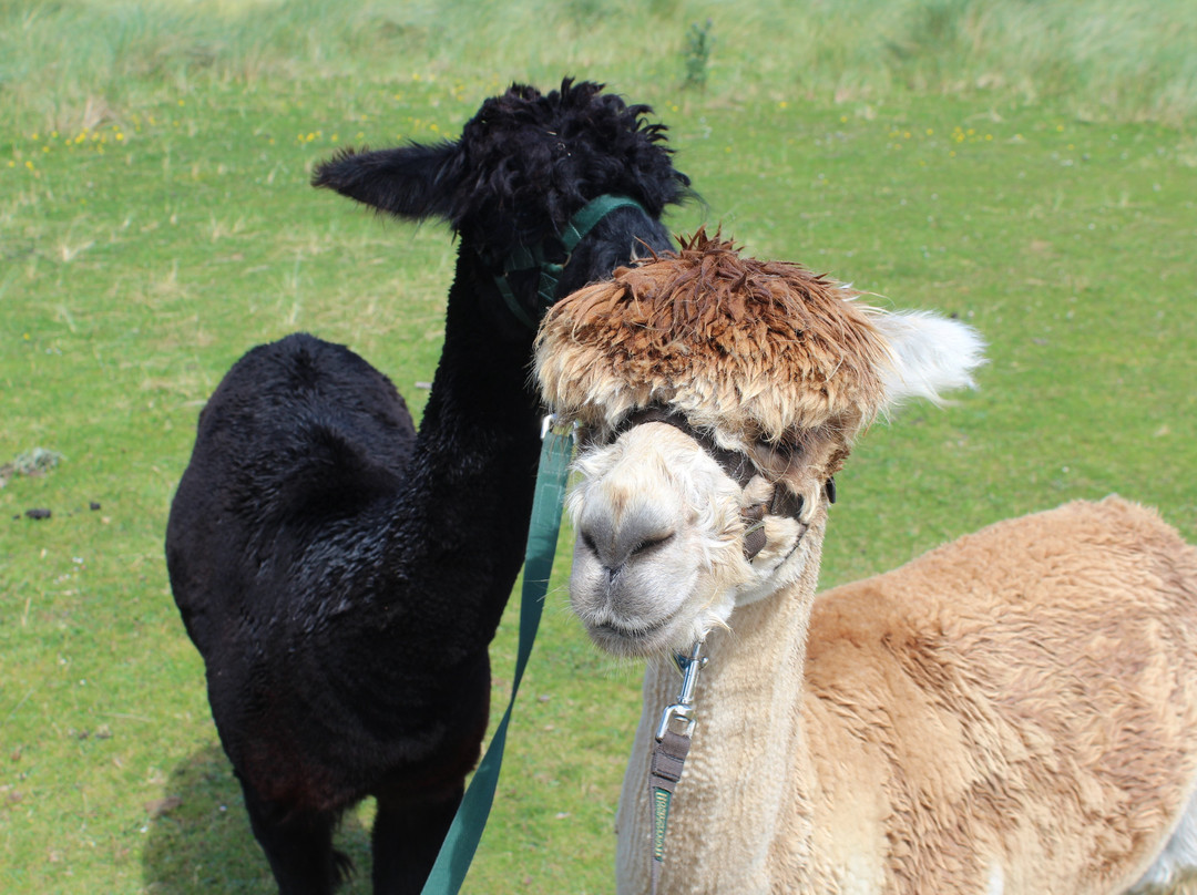 Achill Island Alpacas景点图片