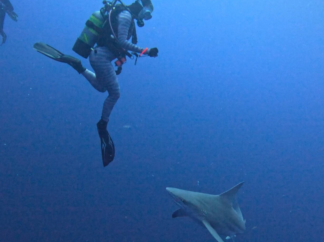 Swim With Sharks-棕榈海滩必去景点