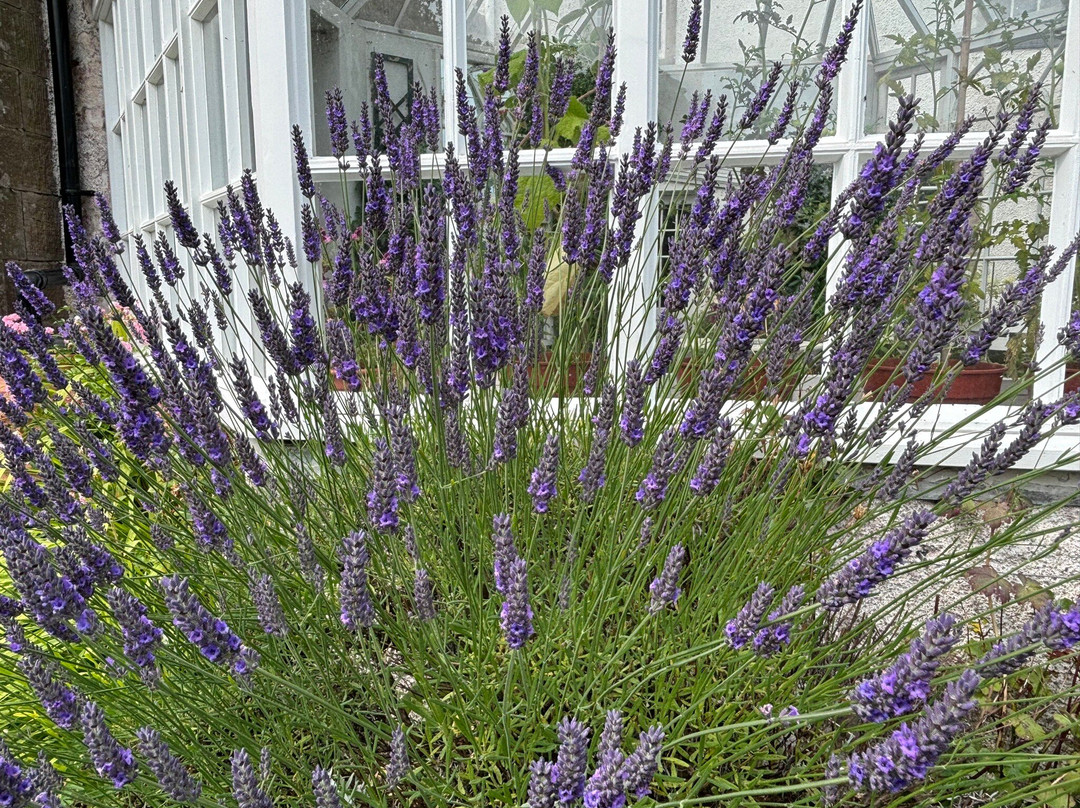 Pitmuies Gardens-Forfar必去景点
