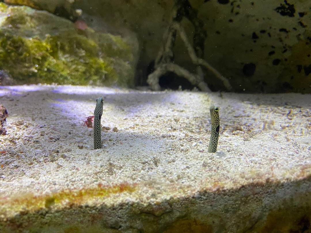 Aquarium de Vendée景点图片