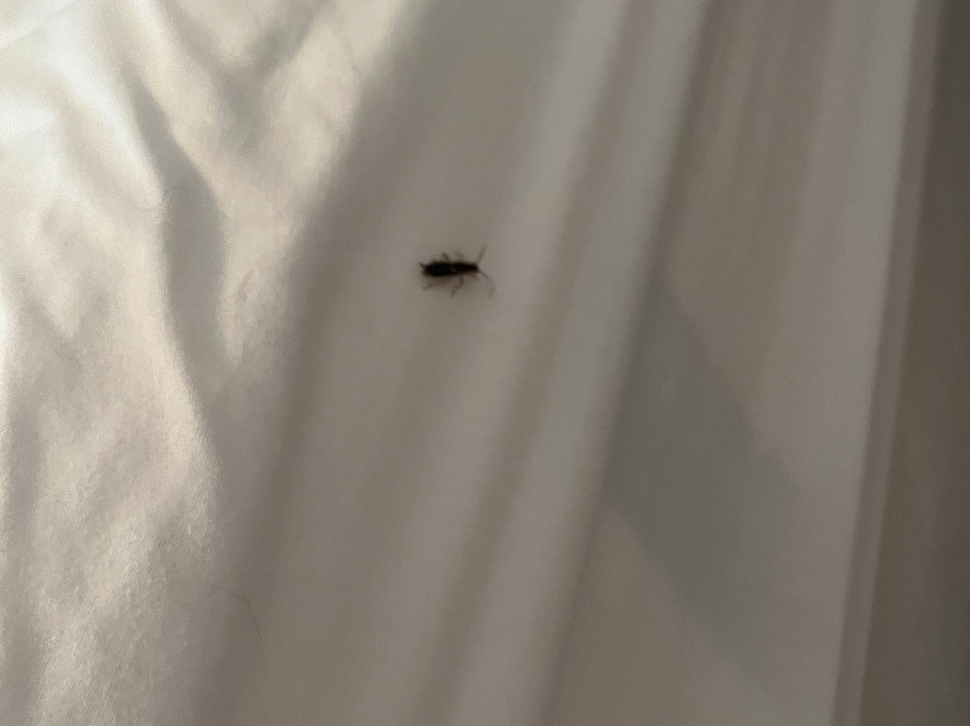 Anne Shirley Motel & Cottages主图