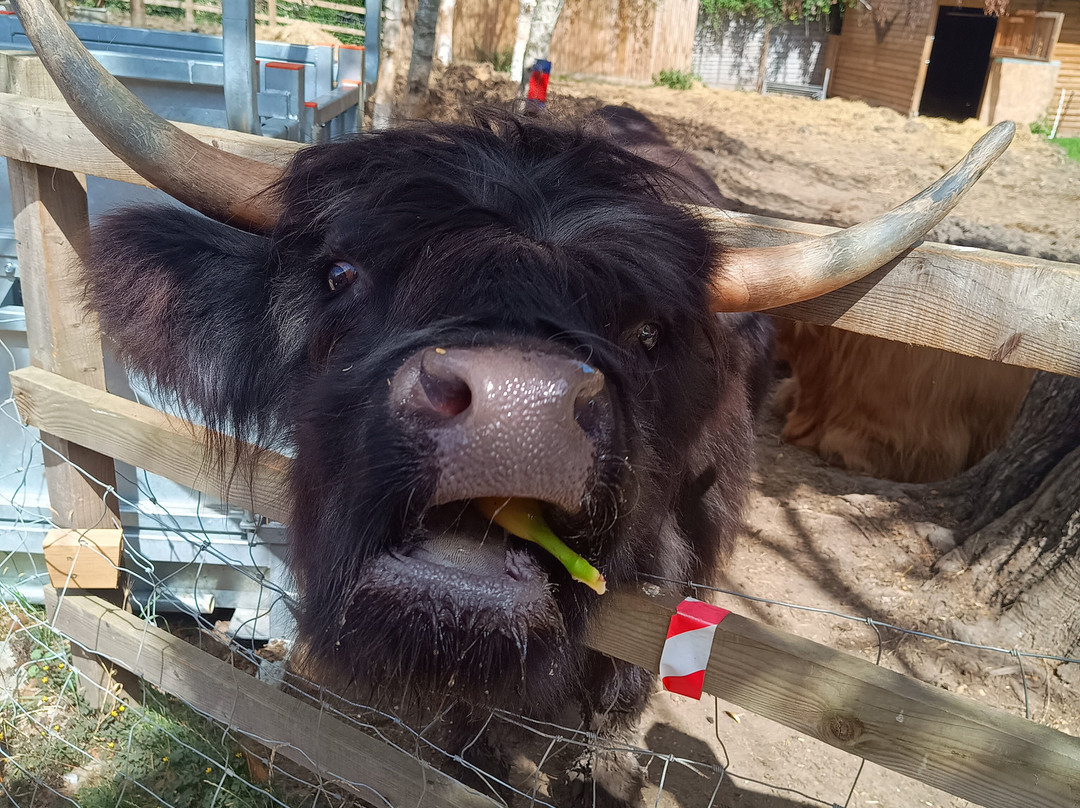 Highland Cow Cottage景点图片