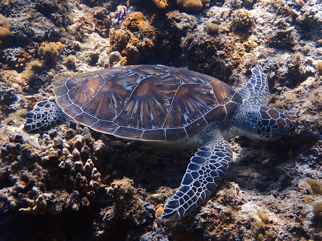 Turtle Divers-爱妮岛必去景点