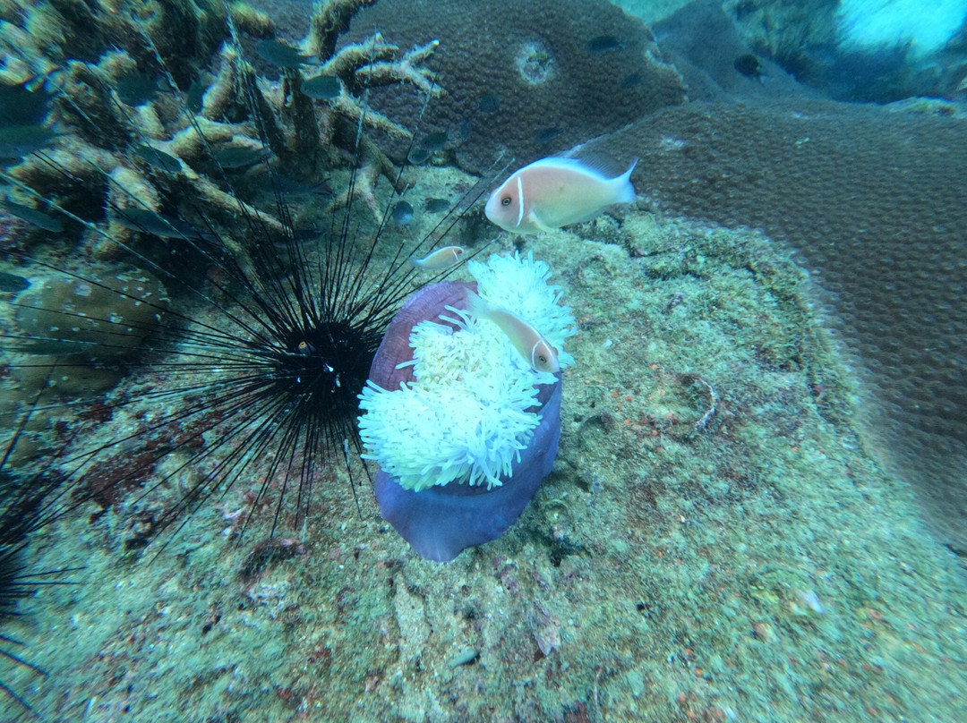 Koh Rong Dive Center-高龙必去景点