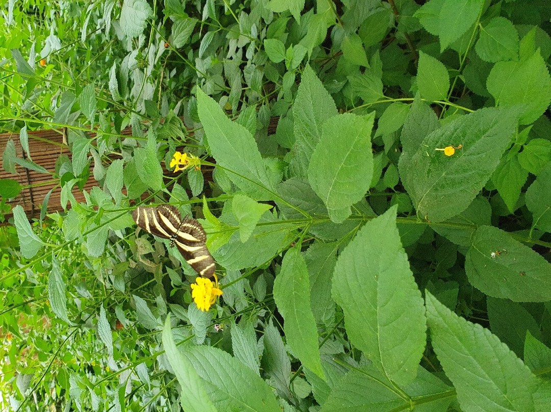 Vlindersafari-Gemert必去景点