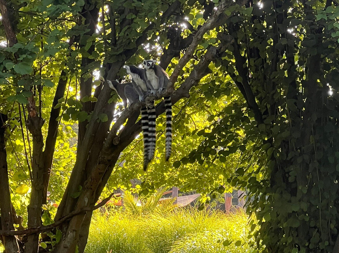 Safari Park Dvur Kralove景点图片