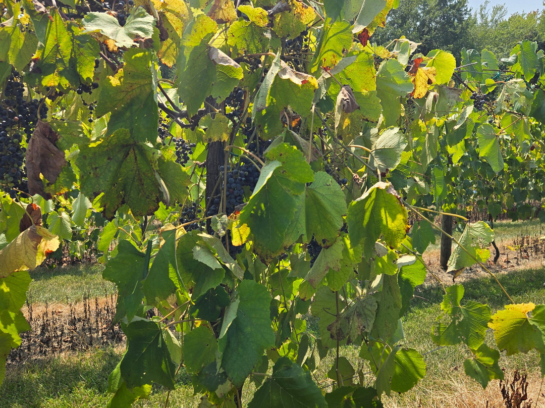 Fleetwood Farm Winery景点图片