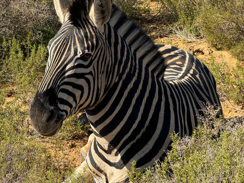 Born in Africa Tours-开普敦必去景点