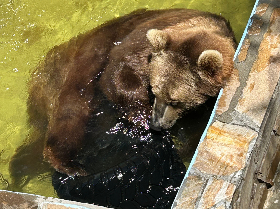 Cherokee Bear Zoo and Exotic Animals景点图片