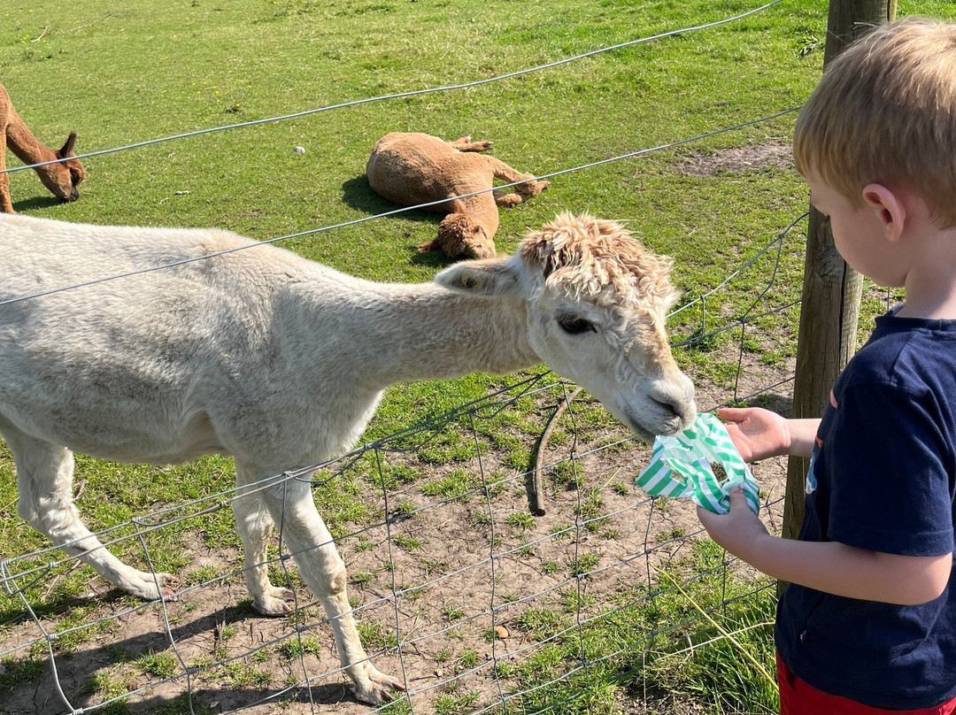 Petlake Alpacas of the New Forest景点图片