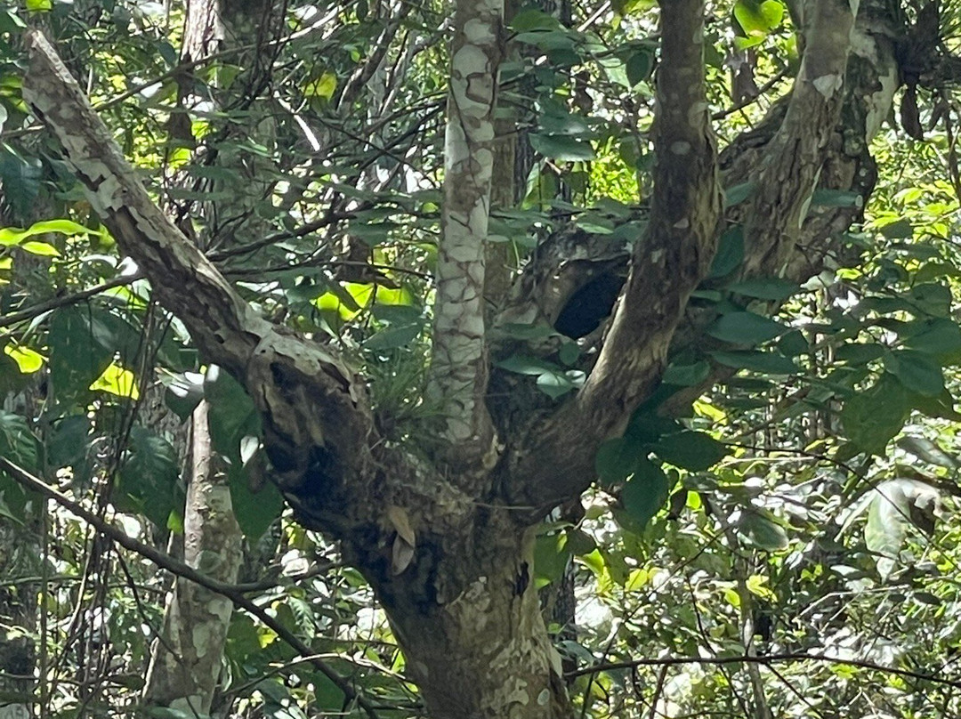 Osceola Schools Environmental Study Center-基西米必去景点