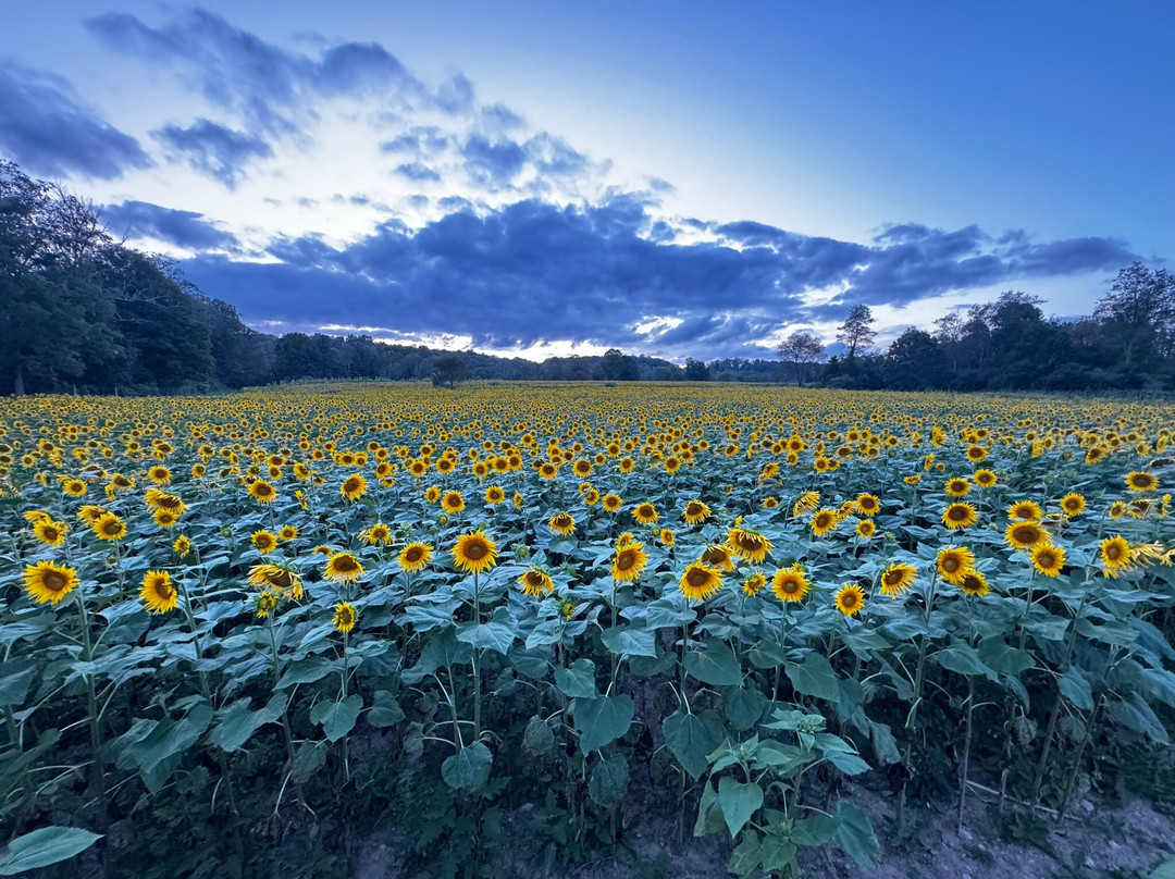 Sussex County Sunflower Maze景点图片