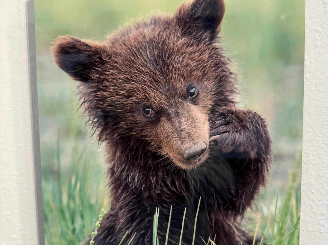 BearHead Photography Gallery-史凯威必去景点