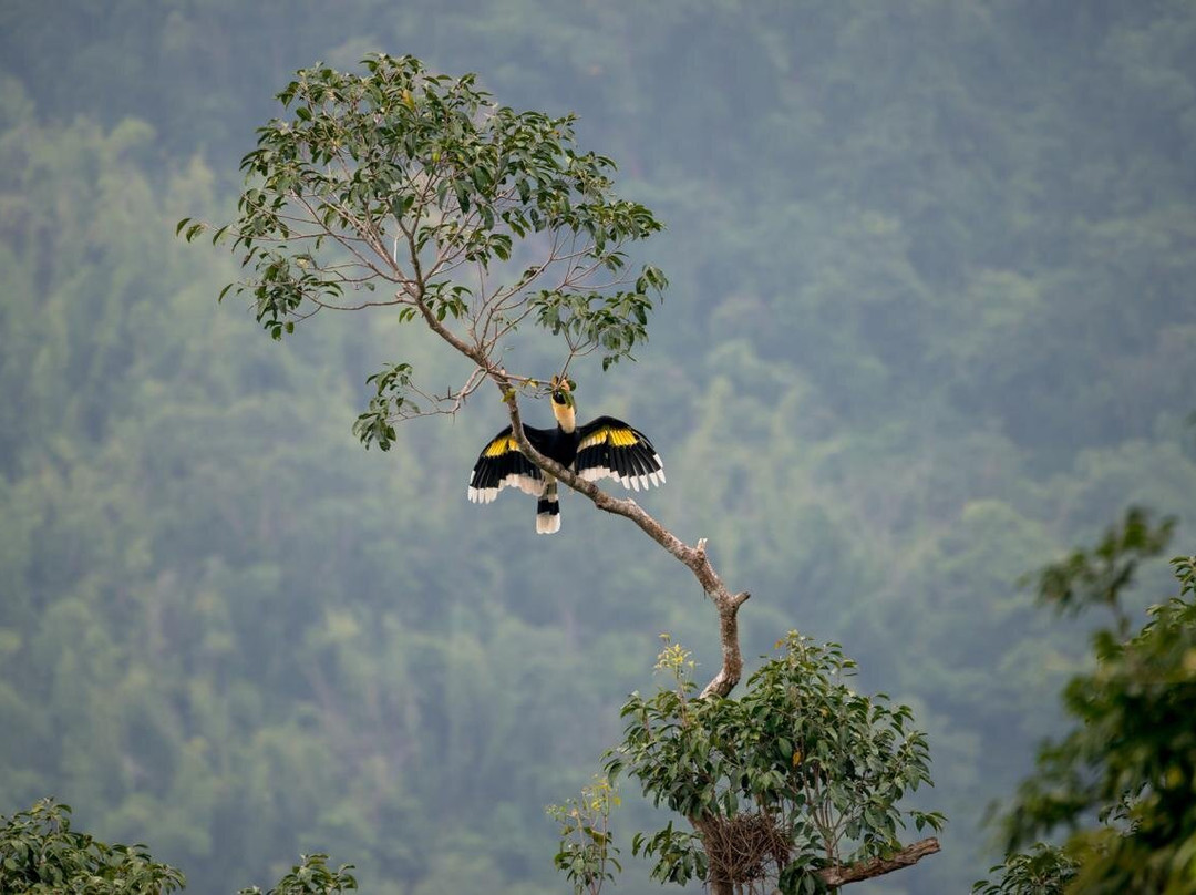 Sinharaja Rain Forest景点图片