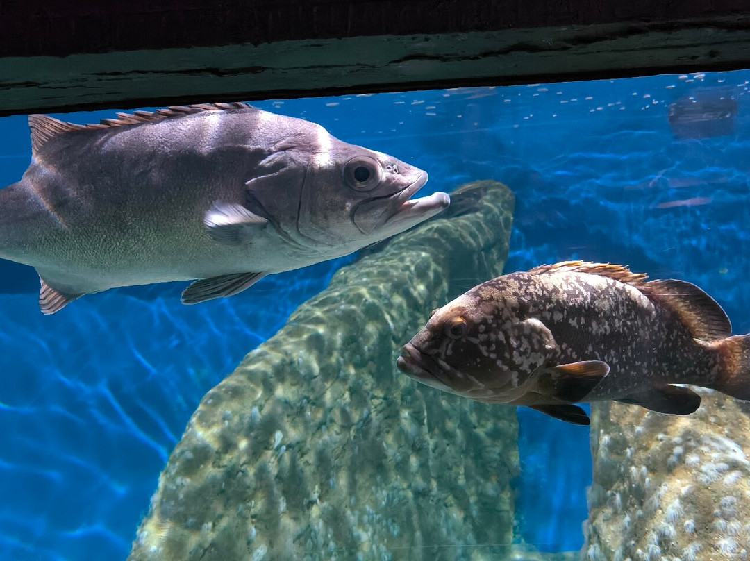 Acuario Do Grove景点图片