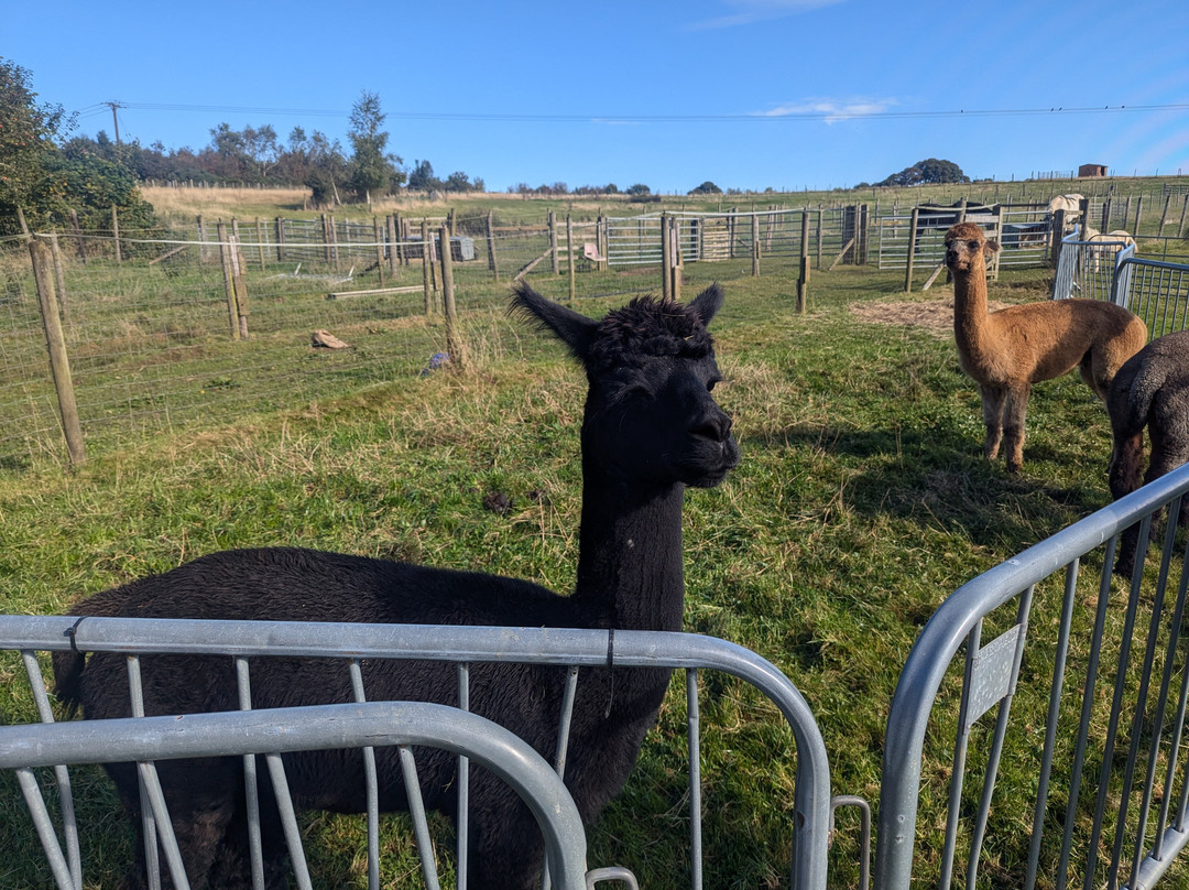 Beacon Alpacas景点图片