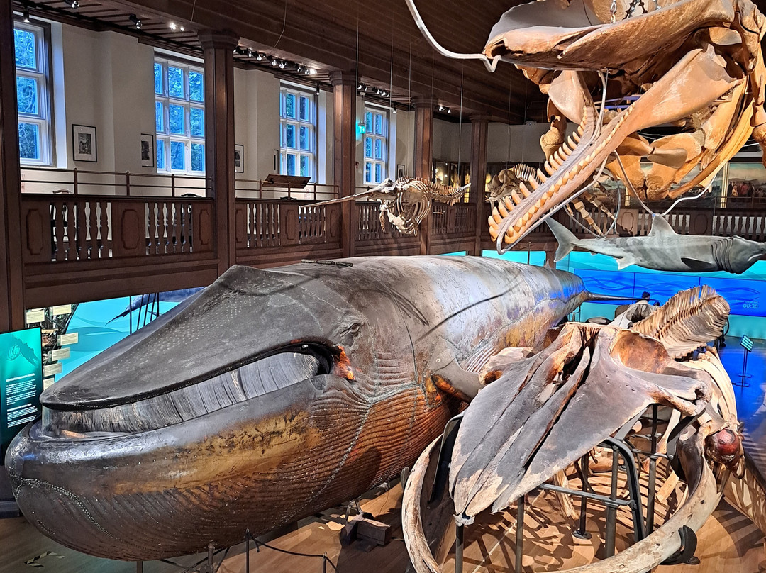 The Natural History Museum-哥德堡必去景点