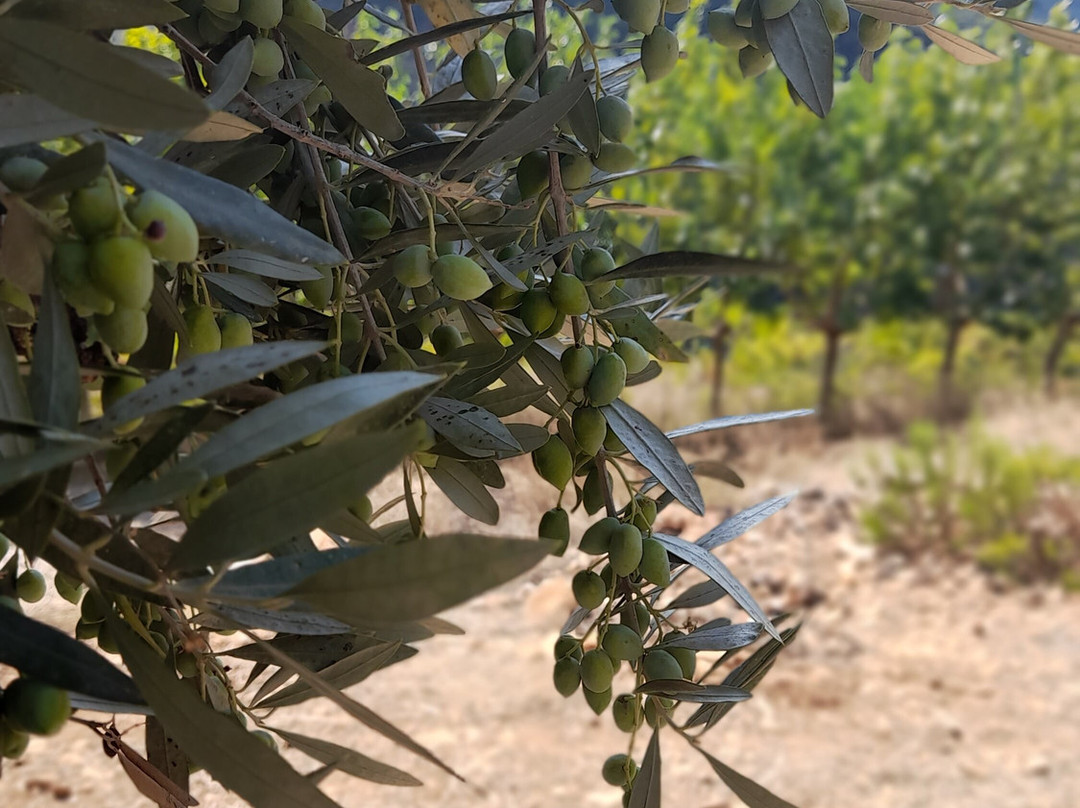 Ktíma Kotsífi-Amari必去景点