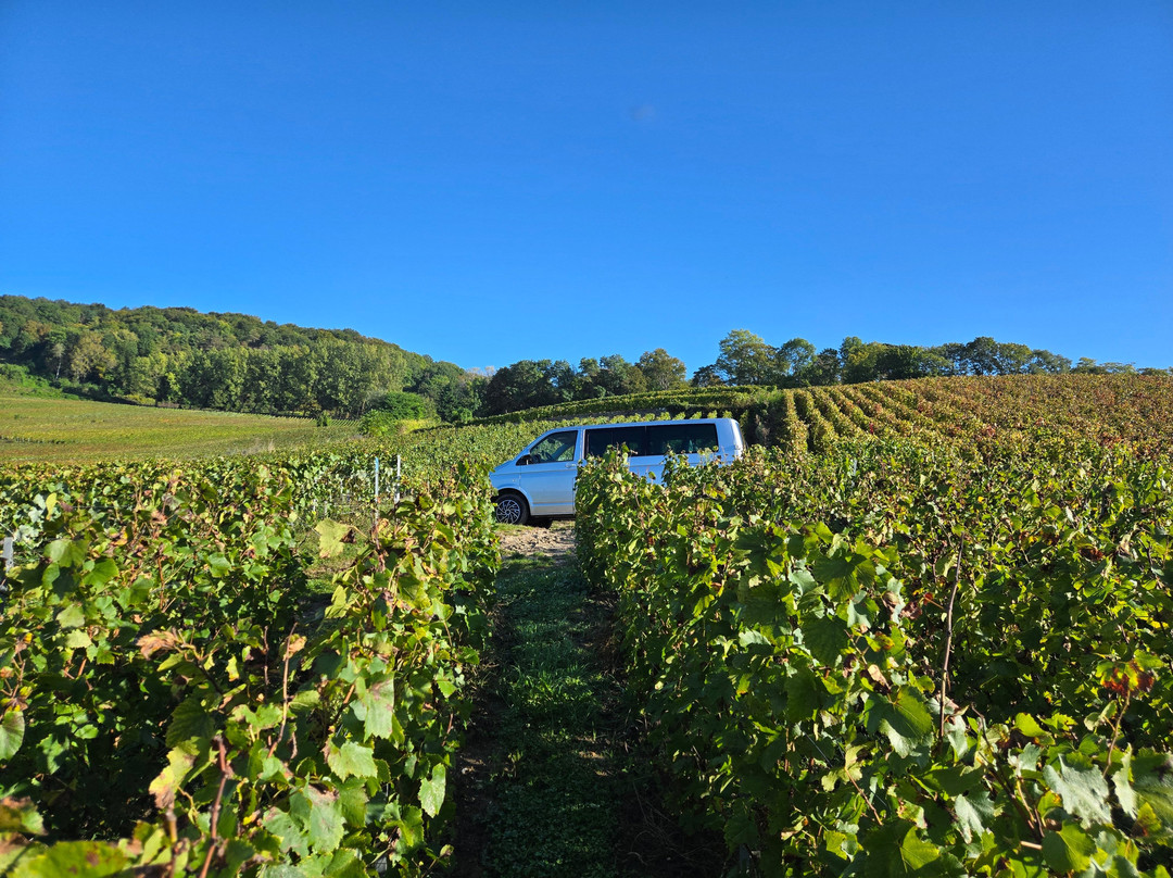 La Vigne du Roy Champagne Day Tours景点图片