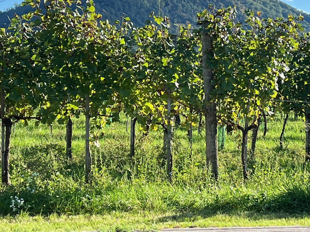 Malat Weingut und Hotel主图