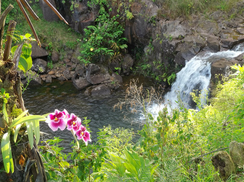 Mauna Kea Cloudforest Bioreserve-希洛必去景点