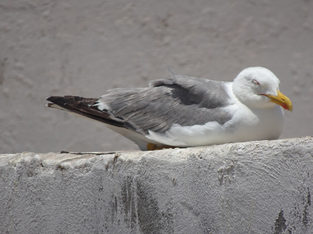 Mogador Christian Cemetery-索维拉必去景点