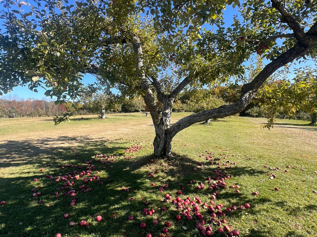 McDougal Orchards景点图片