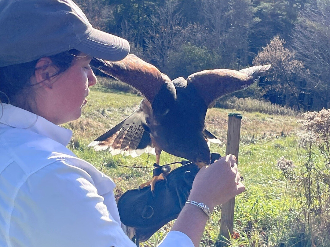 New England Falconry-伍德斯托克必去景点