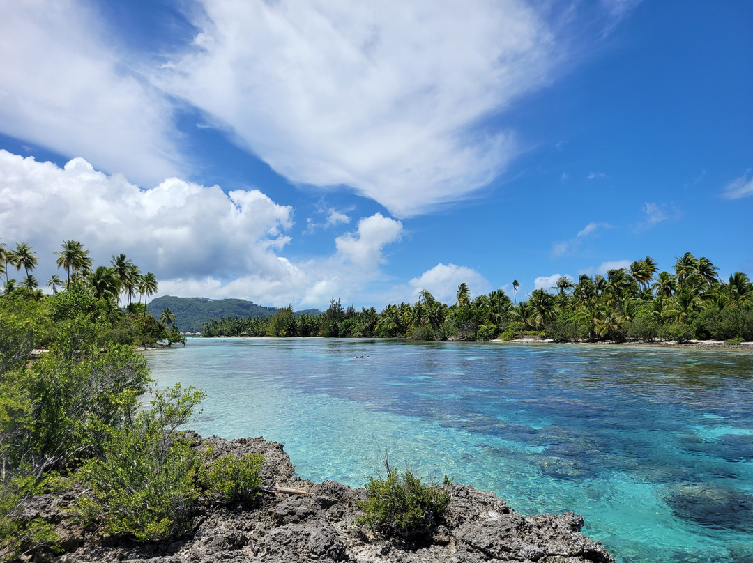 Tahaa Salty Services