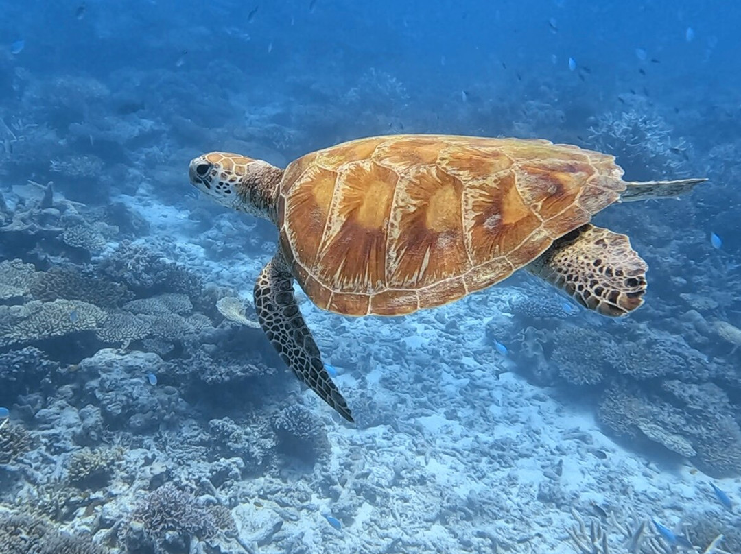 Dunk Island Reef Adventures景点图片