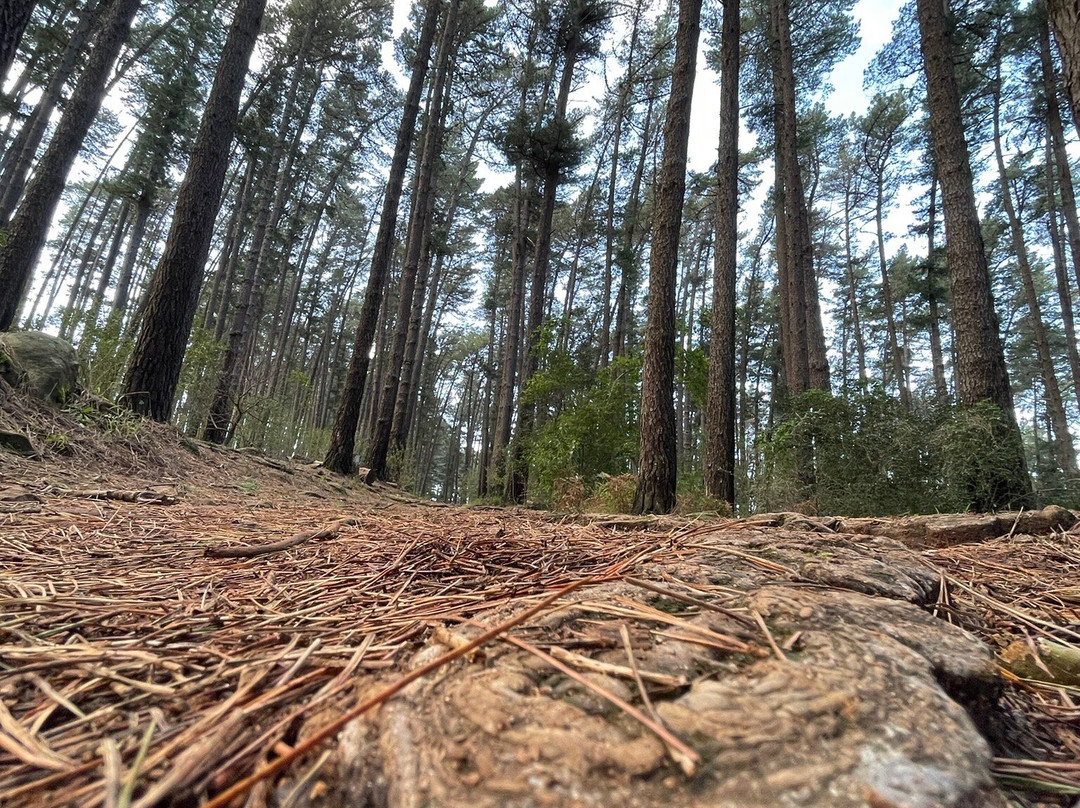Newlands Forest景点图片
