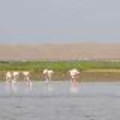 Khamlia